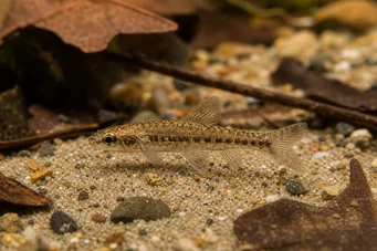 Nannocharax parvus (Stor stripe nannocharax)