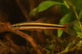 Nannostomus beckfordi