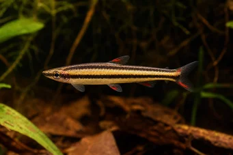 Nannostomus marginatus (Dvergblyantfisk)
