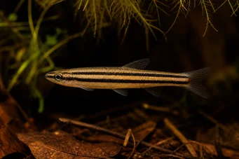 Nannostomus trifasciatus (Tre -band blyantfisk)