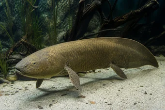 Neoceratodus forsteri Australian Dipneuste, Barramanda av Aust.