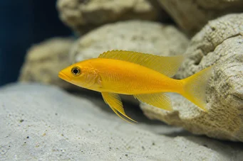 Neolamprologus leleupi (Cichlid sitron)