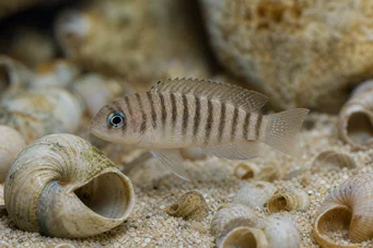 Neolamprologus multifasciatus (Striert Lamprologus)