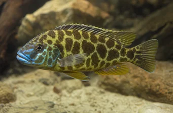 Nimbochromis venustus (Venustus, påfugldeksler)