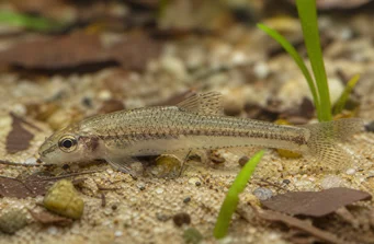 Odontocharacidium aphanes Odontocharacidium Aphanes