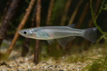 Oryzias melastigma Killi av Java