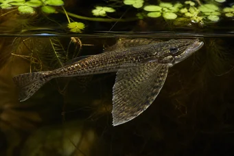 Pantodon buchholzi (Sommerfuglfisk)