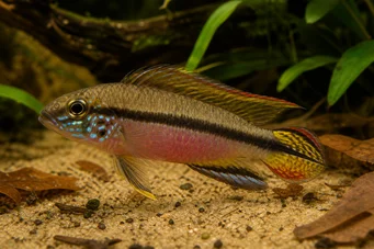 Pelvicachromis taeniatus (Taeniatus)