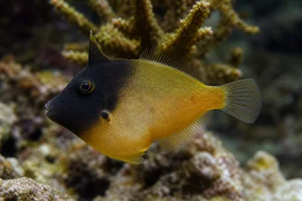 Pervagor melanocephalus (Rødhalefisk)