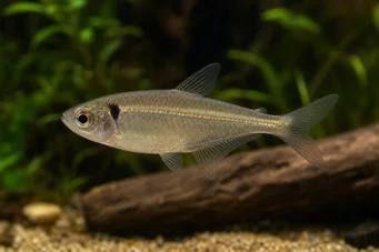Phenacogaster pectinatus Pektinatus, gylden band tetra