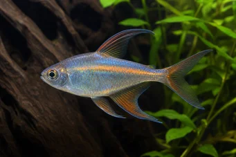 Phenacogrammus Congo II Tetra du Kongo sitron