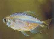 Phenacogrammus sp. Congo... Tetra du Kongo de Bleher