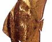 Platax orbicularis Orbicular Bat Fish