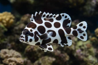 Plectorhinchus chaetodonoides (Arlequin Diagram Fish)