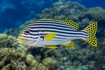 Plectorhynchus orientalis Orientalsk gaterin