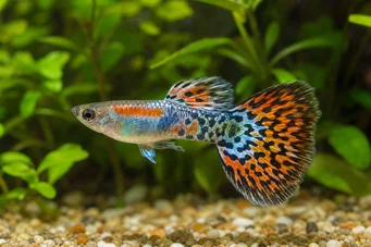 Poecilia reticulata