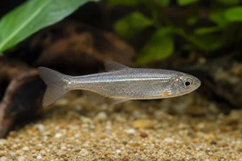 Poissonsus picus (Porc-Epic Fish)