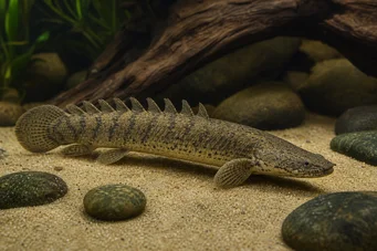 Polypterus palmas