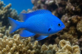Pomacentrus caeruleus (Blågrønn dame)