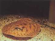 Potamotrygon hystrix Marmorert ferskvannslinj...