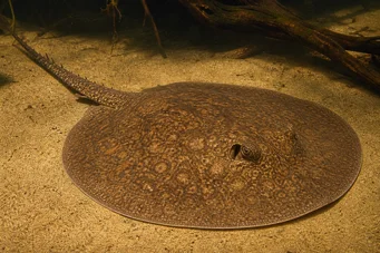 Potamotrygon laticeps (Réie à aiguillon vanlig)