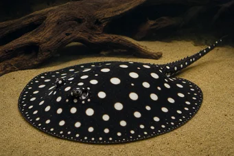 Potamotrygon leopoldi