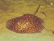 Potamotrygon motoro Océlée ferskvannspaste...