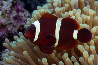 Premnas biaculeatus (Tornete klovn)