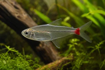 Prionobrama filigera (Rød -tailed glass characin)