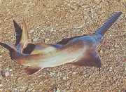 Pristis microdon Nord -Scie Fish