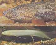Protopterus aethiopicus ... Etiopia -protopter