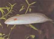 Protopterus annectens an... African Dipneuste