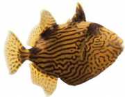 Pseudobalistes fuscus Vermikulert