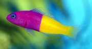 Pseudochromis paccagnell... Vanilja-smakfisk