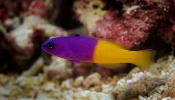 Pseudochromis paccagnellae Vanilja-smakfisk