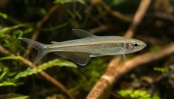 Pseudocorynopoma doriae (Drage)