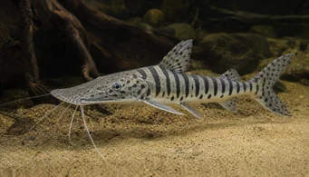 Pseudoplatystoma fasciata