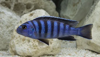 Pseudotropheus elongatus (Langstrakt cichlid)