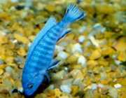 Pseudotropheus socolofi Blå cichlid