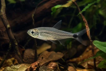Pterobrycon myrnae Brycon (Tetra) i FINS