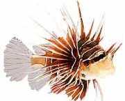 Pterois radiata Utstrålte scoringsfisk