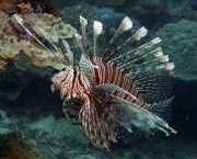 Pterois volitans Scoring fisk