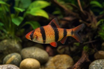 Puntius fasciatus Skjegget jordbær, skjeggete ild