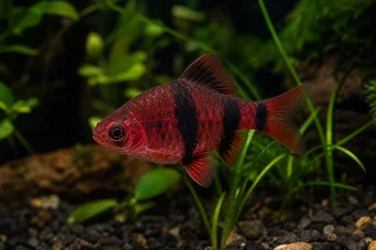 Puntius nigrofasciatus (Rødt hode skjeggbus, skjeggete nigor)