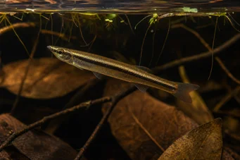 Pyrrhulina Pyrrhulina