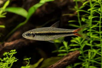 Rasbora borapetensis Rød -tailed