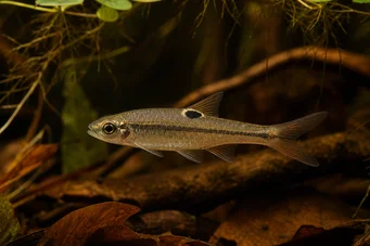 Rasbora dorsiocellata Rasbora på Ocelle