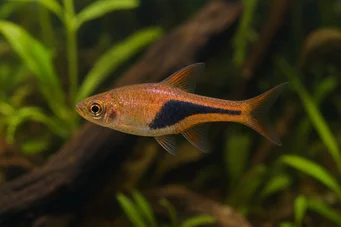 Rasbora heteromorpha Rasbora Arlequin