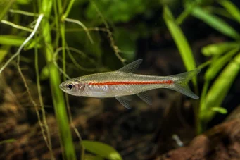 Rasbora pauciperforata Red Line Rasbora