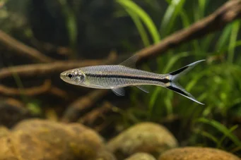 Rasbora trilineata Rasbora saks